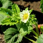 alicja-strawberry-4189530