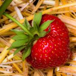garten-gg-strawberry-1459564